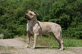 AMSTAFF ADULT 461